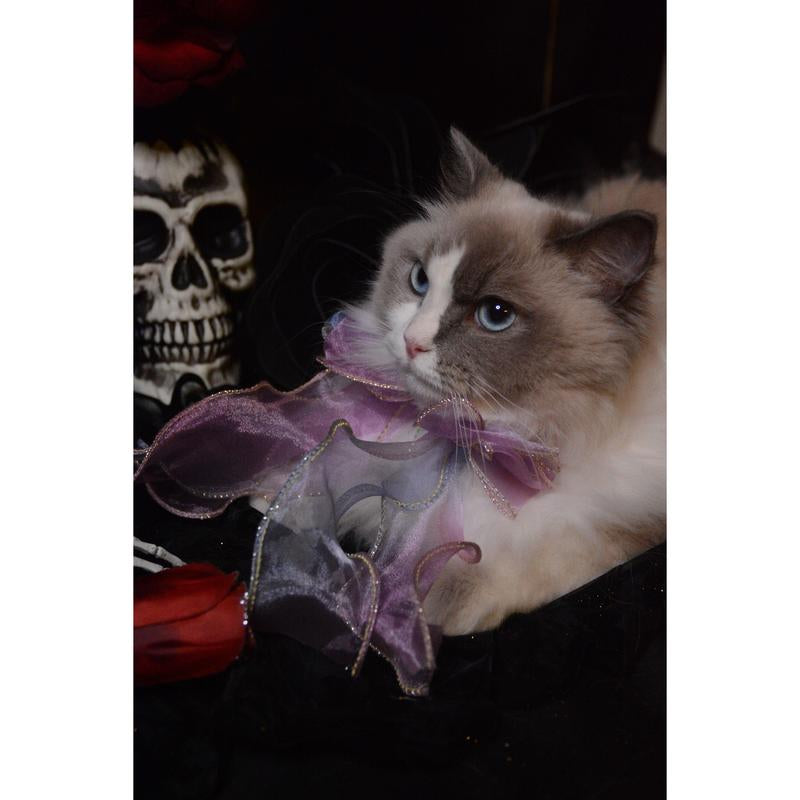 Universal Collar for All Cat Breeds and Dog with Butterfly Bowtie and Shiny Gem by Purrypurry