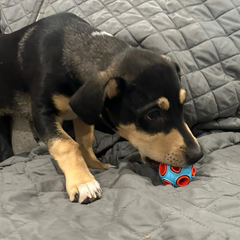 Dog Toy Ball, Dog Interactive Ball with Ring Bells. Rubber Bouncy Ball Blue Ball. Chewing Toy for Dogs and Cats