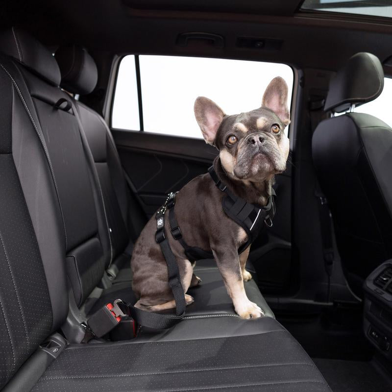 PET SEAT BELT TETHER (BLACK) Fits Standard Automobiles Buckles