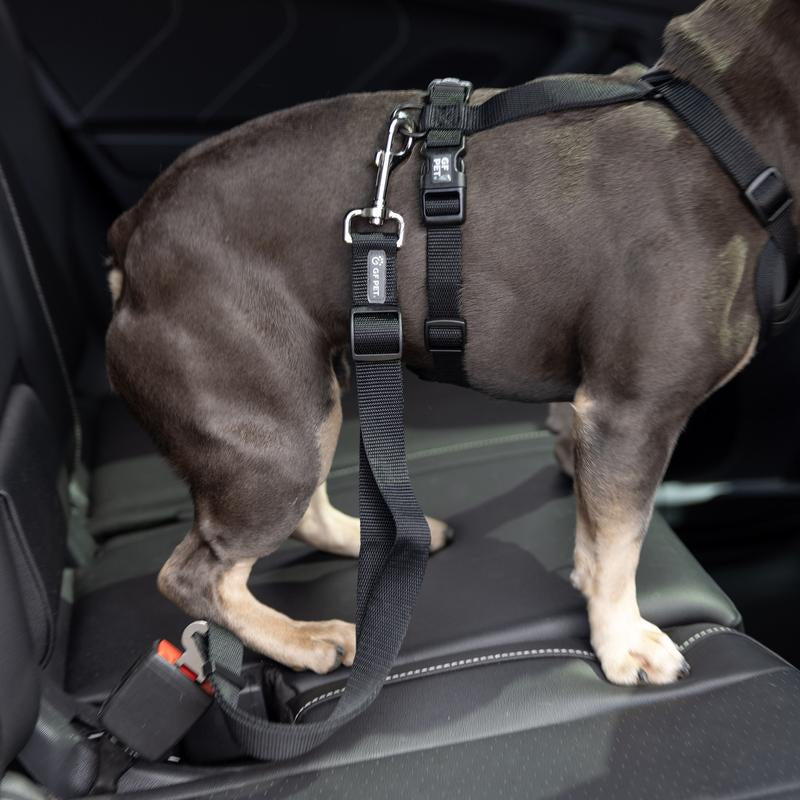 PET SEAT BELT TETHER (BLACK) Fits Standard Automobiles Buckles