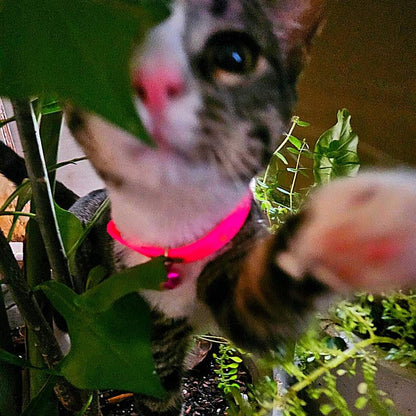 Pink Cat Collar for Pet Fashion Accessories - Neck Accessory for Cats Adjustable