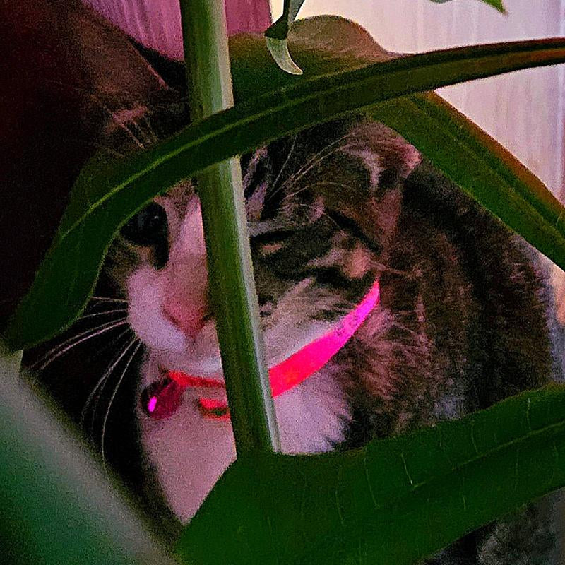 Pink Cat Collar for Pet Fashion Accessories - Neck Accessory for Cats Adjustable