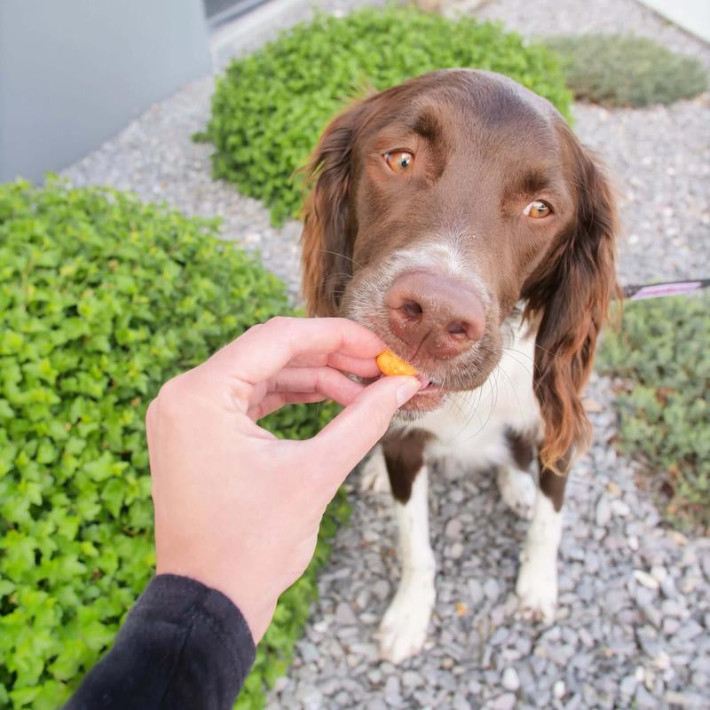 Pupford Cheese Crunchies Bundle - Ideal for All Dog Ages and High Reward Treats. Made in the USA